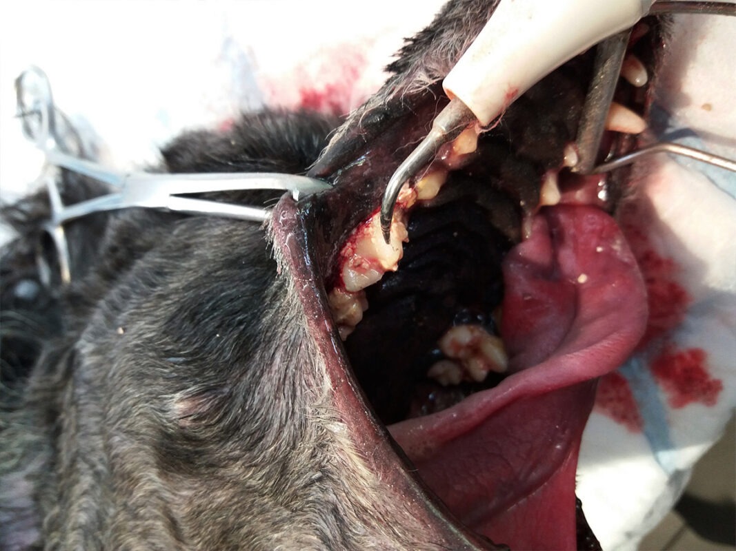 Koera hambakivi eemaldamine veterinaarses hambaravis