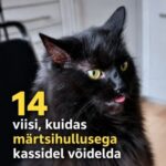 14 viisi kasside märtsikuu palaviku vastu võitlemiseks